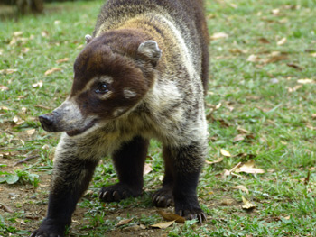 coati